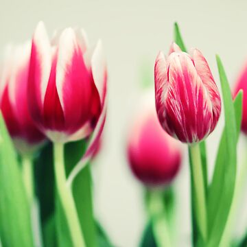 Imagen de la obra Tulips de Jeanette Dobrindt