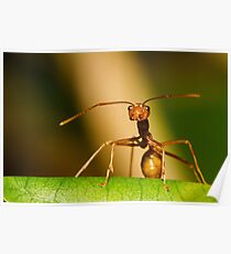 Weaver Ant Poster