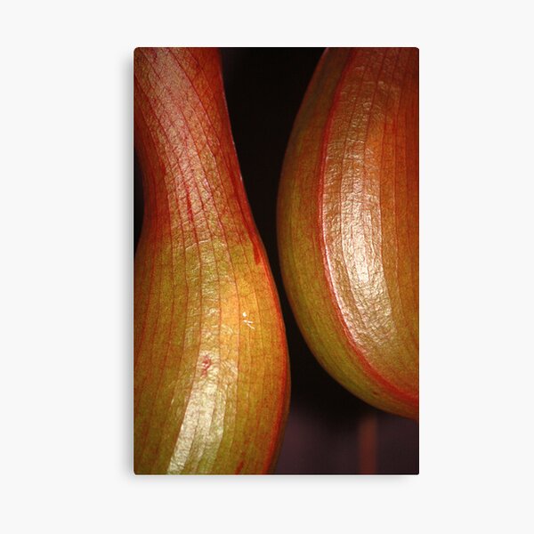sensual curves and veins Canvas Print