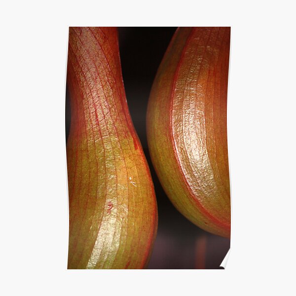 sensual curves and veins Poster