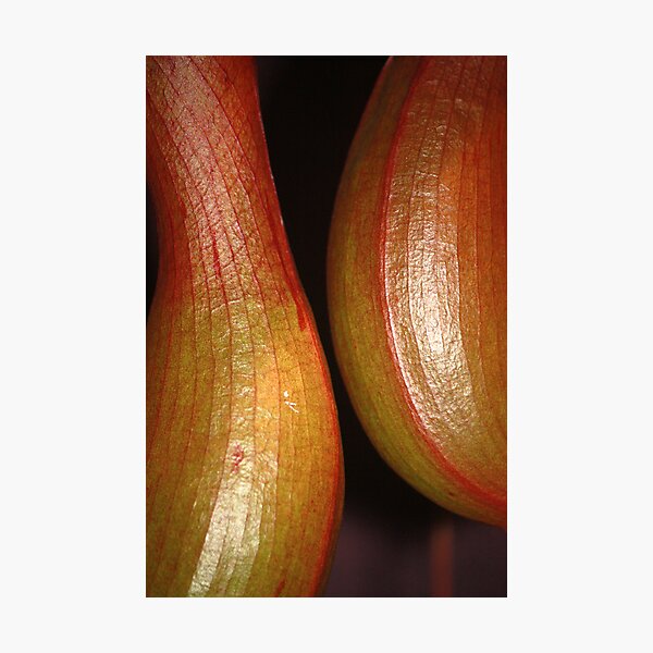 sensual curves and veins Photographic Print
