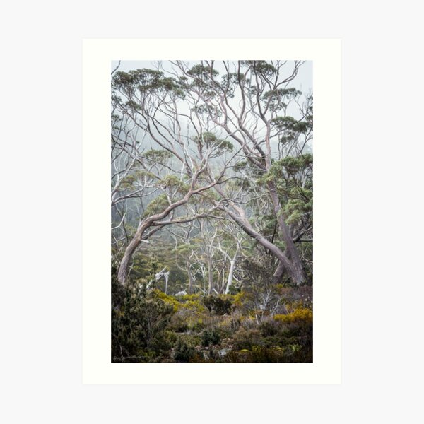 Mountain Gums Art Print