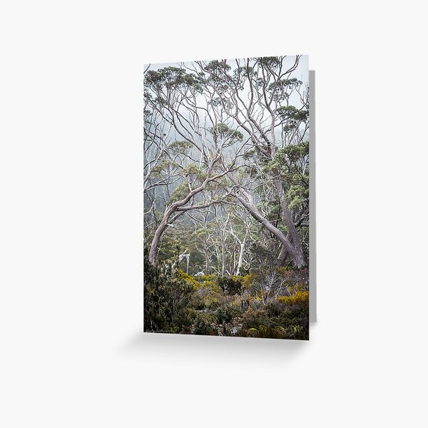 Mountain Gums Greeting Card