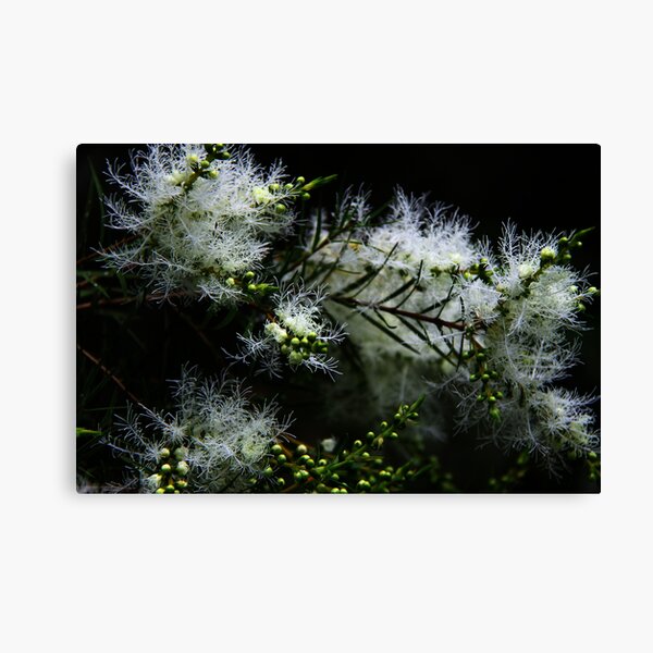 Item preview, Melaleuca alternifolia designed and sold by andrachne.