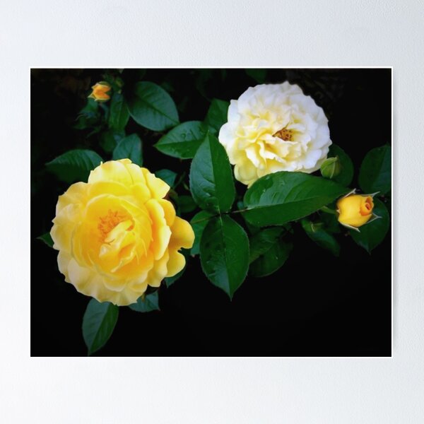 Item preview, Yellow Rose 'Julia Child' designed and sold by lindabeth.