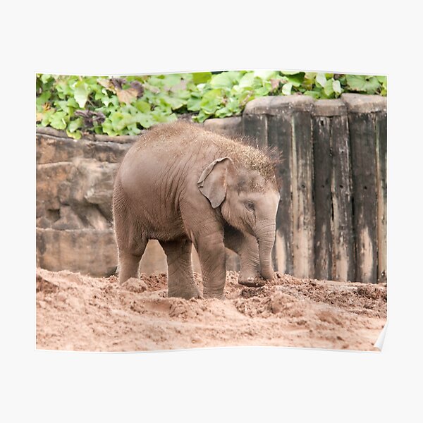 Baby Elephant Photography Poster