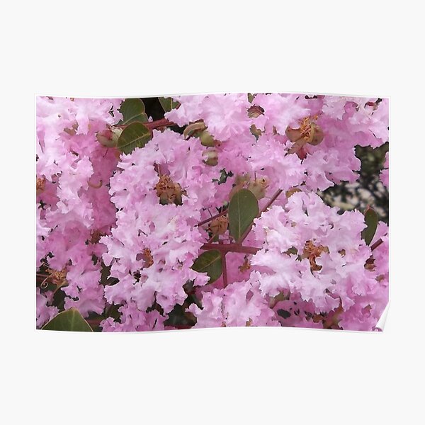 Cotton Candy Crepe Myrtle Tree Poster