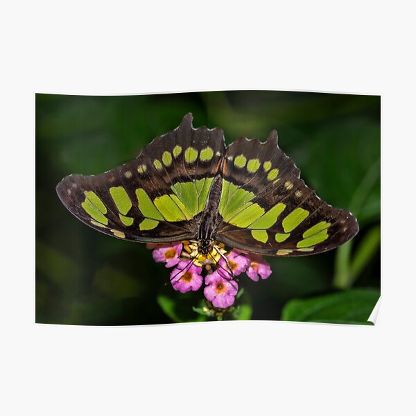 Malachite butterfly Poster