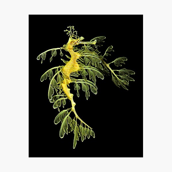 Item preview, The Leafy Sea Dragon designed and sold by Kathy Baccari.