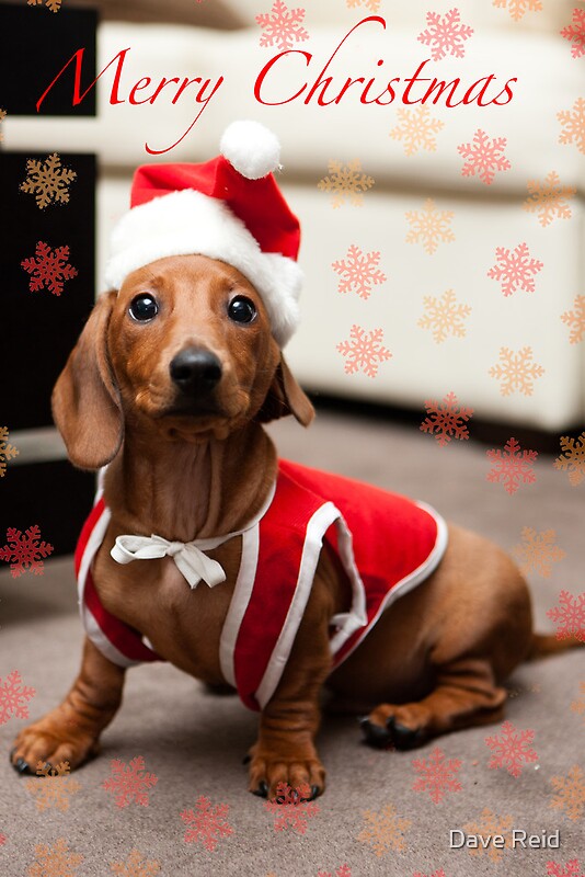 "Merry Christmas Sausage Dog" by Dave Reid Redbubble