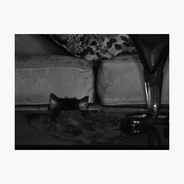shy moggy Photographic Print