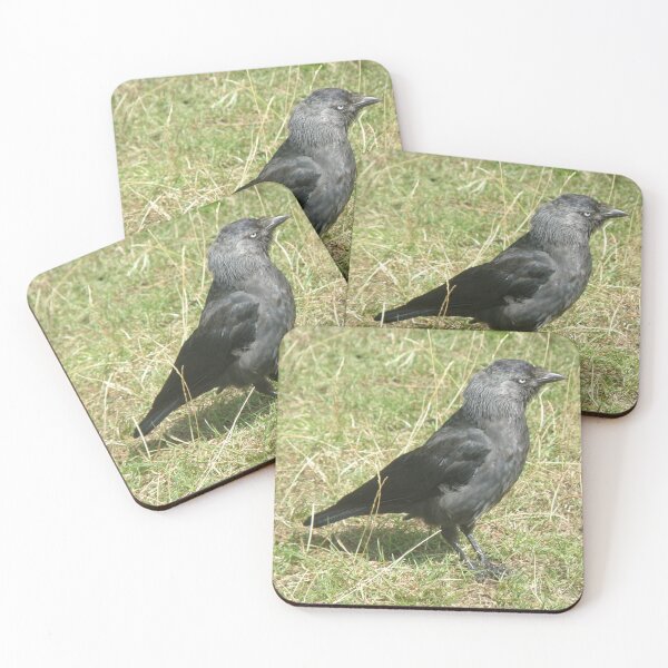 Item preview, Western Jackdaw in the Sunshine Photograph designed and sold by naturegallery.