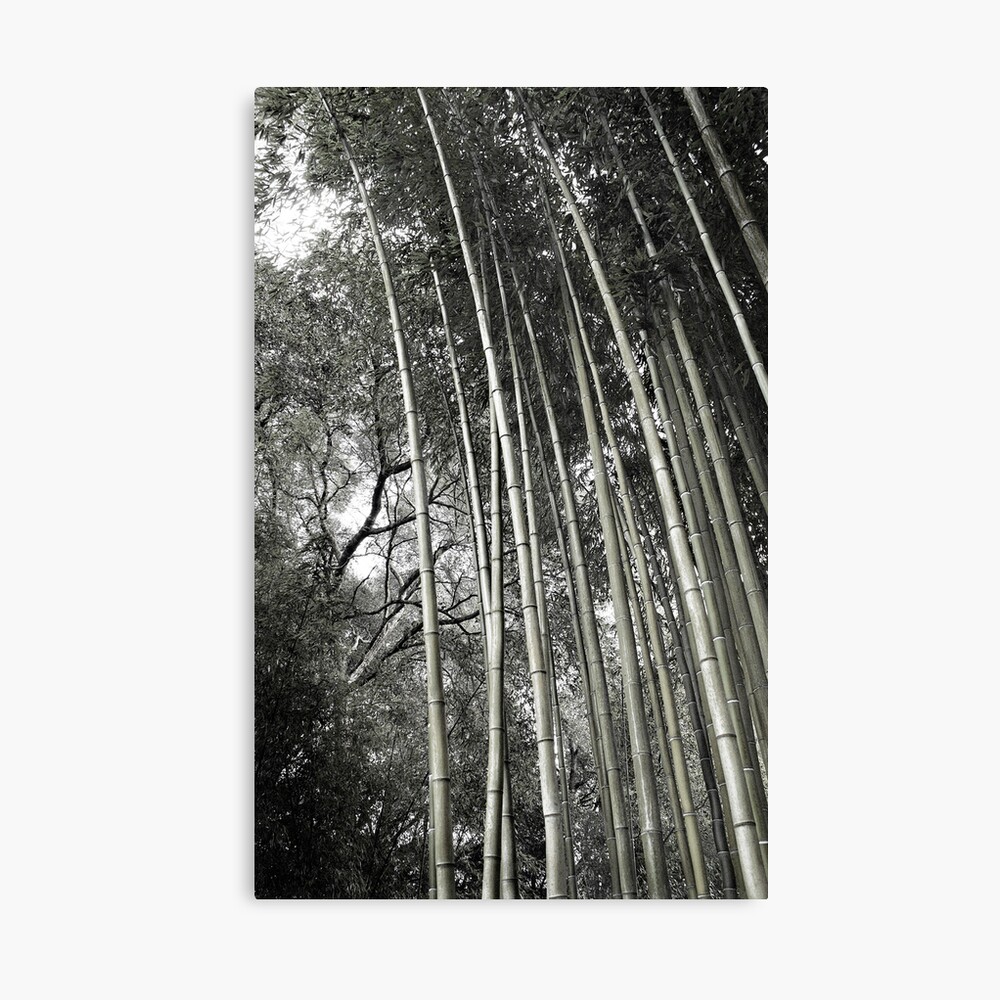 Hakone Bamboo 1 Canvas Print