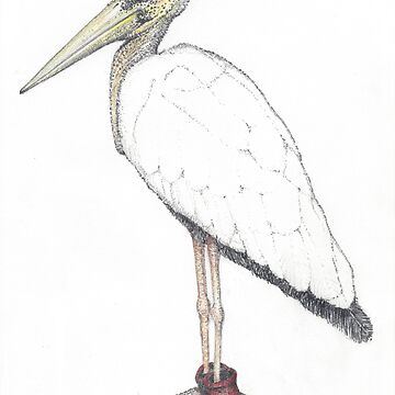 Artwork thumbnail, Stork in wingtips by JimsBirds