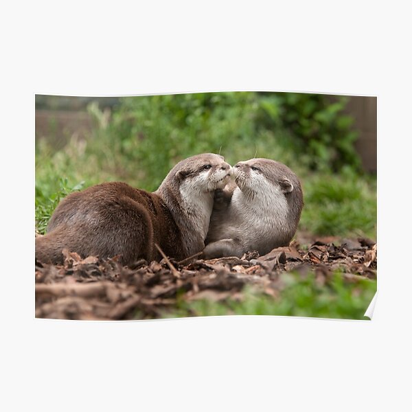 Otterly Love  Poster