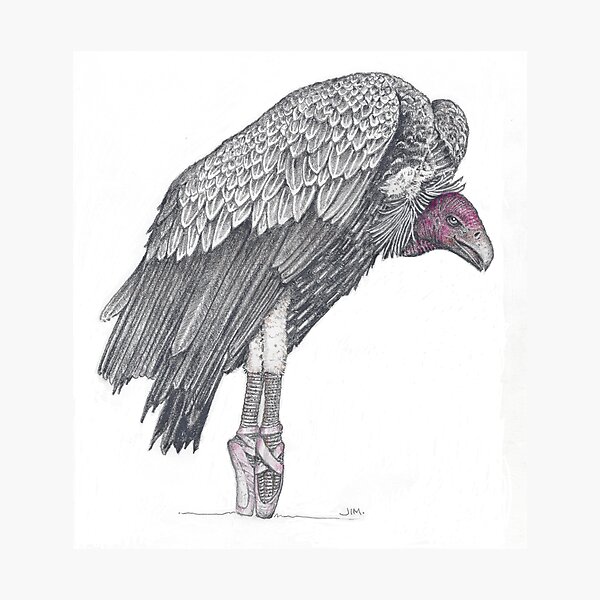 Vulture in toe shoes Photographic Print