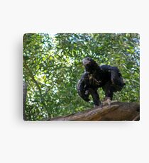 The haka.Wedge Tail style Canvas Print