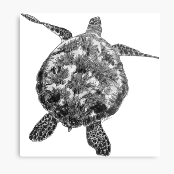 Jacki the Turtle Metal Print