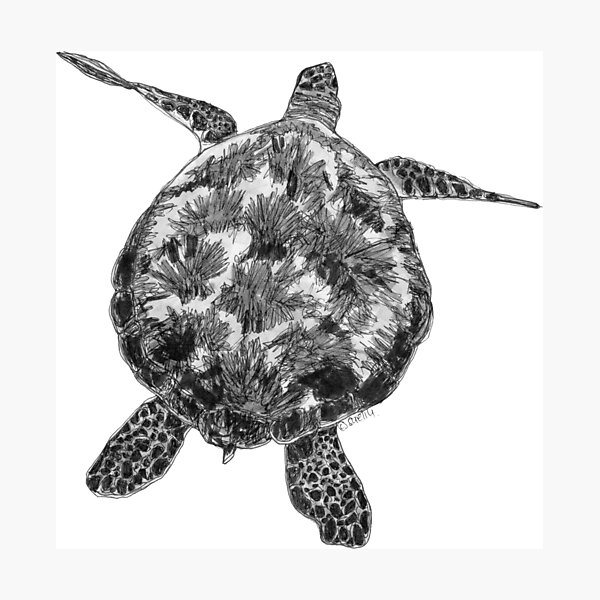Jacki the Turtle Photographic Print