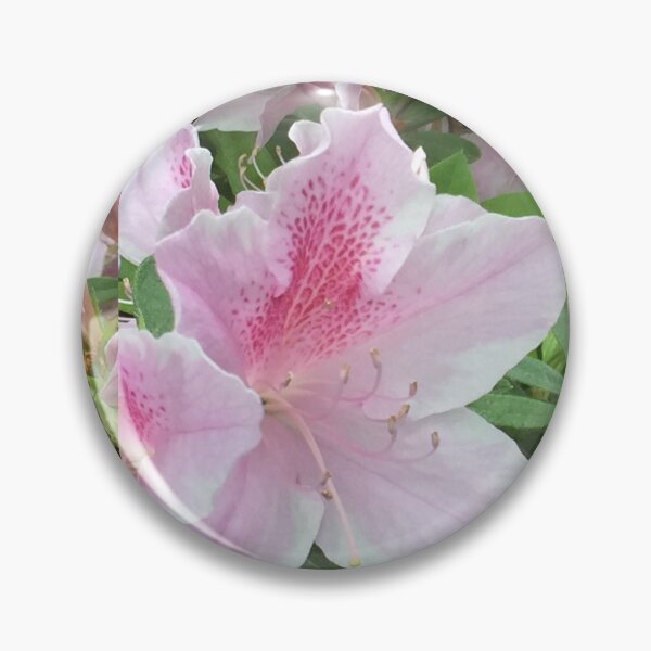 Item preview, Azalea Flowers Atlanta, GA.  -- Spring Blooms I   designed and sold by zwrr16.