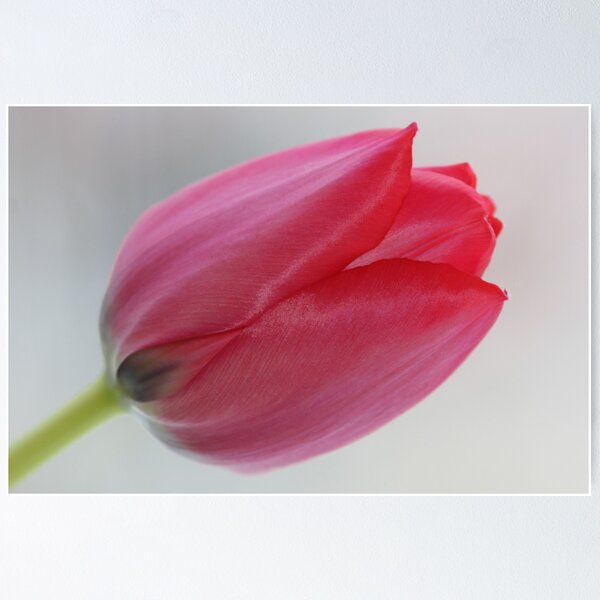 Aperçu de l'œuvre  @ @ @ I love tulips .Favorites: 5 Views: 604 . Thx!  ###  Featured by the in The Pink Group and Superbly Visual  ### . Amen. créée et vendue par © Andrzej Goszcz,M.D. Ph.D.