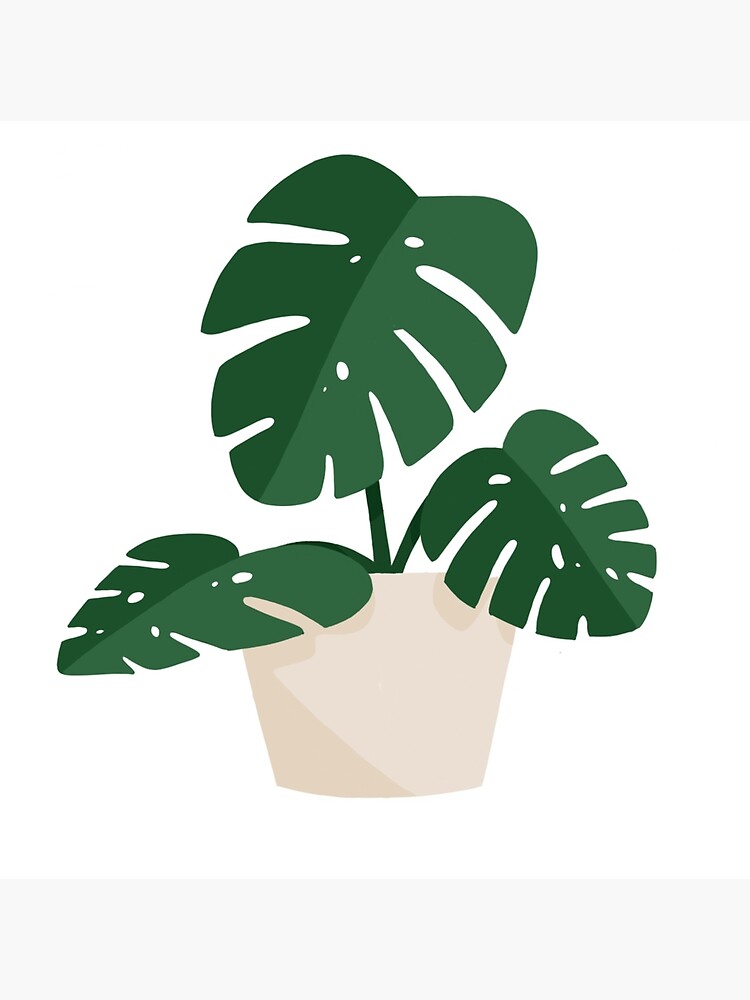 Monstera deliciosa plant image" Greeting for by Amelia-Smith | Redbubble