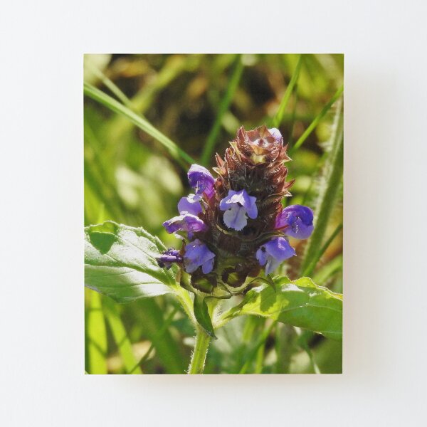 Self Heal Wildflower Wood Mounted Print