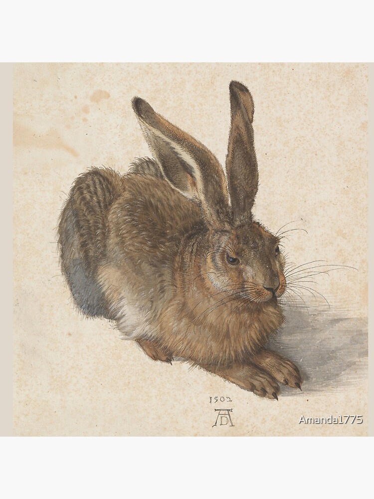 Young Hare by Albrecht Dürer by Amanda1775