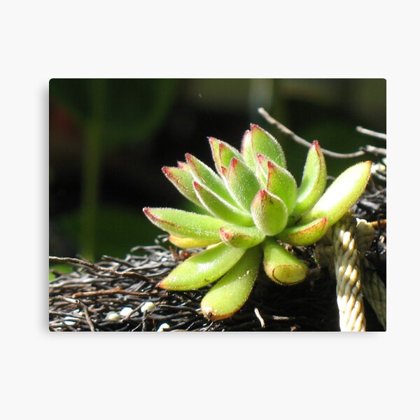 Little Green Wonder Canvas Print