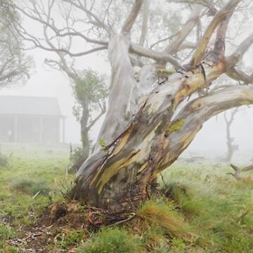 Artwork thumbnail, Fitzgeralds Hut, Falls Creek, Victoria, Australia by Michael Boniwell