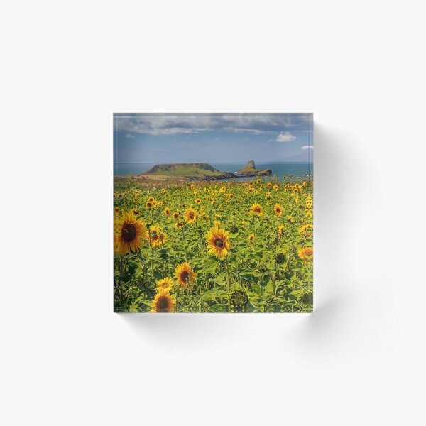Aperçu de l'œuvre Tournesols Rhossili créée et vendue par Dan Santillo.