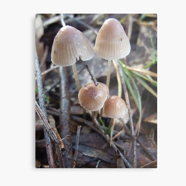 Mycena LBM Metal Print