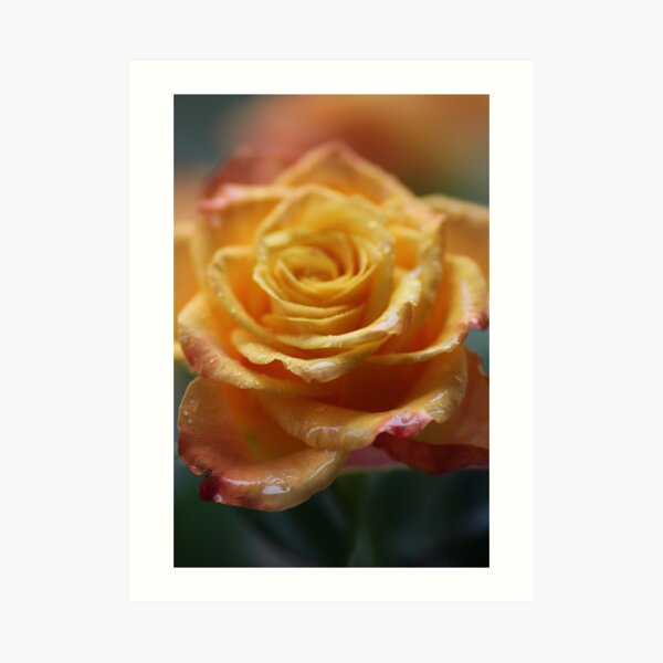 75 years ago: great hit "Autumn Roses", tango . F E A T U R E D in Superbly Visual. Art Print