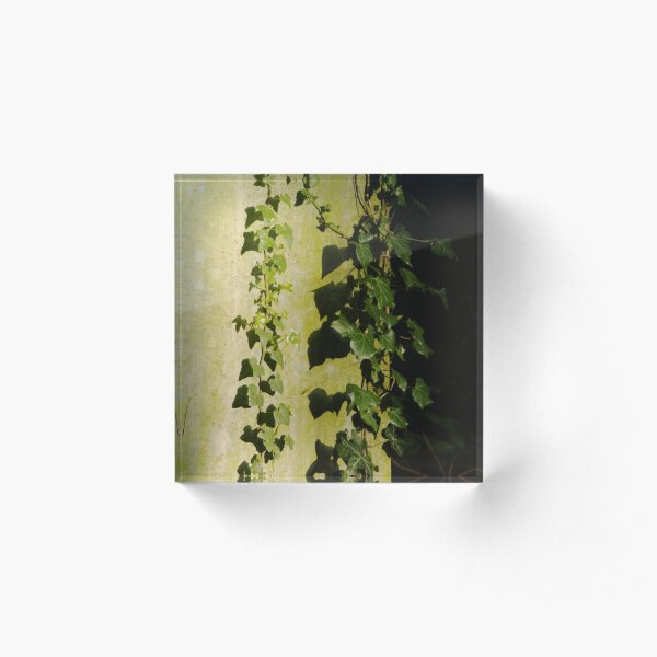 Trailing ivy on grave Acrylic Block