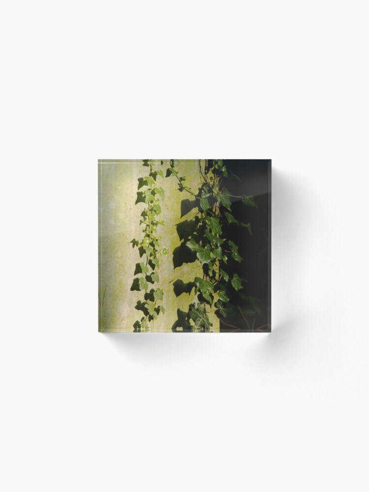 Alternate view of Trailing ivy on grave Acrylic Block