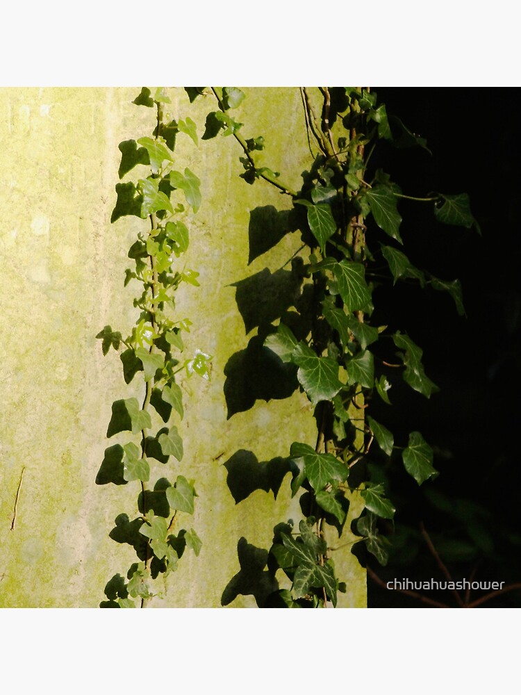 Trailing ivy on grave by chihuahuashower