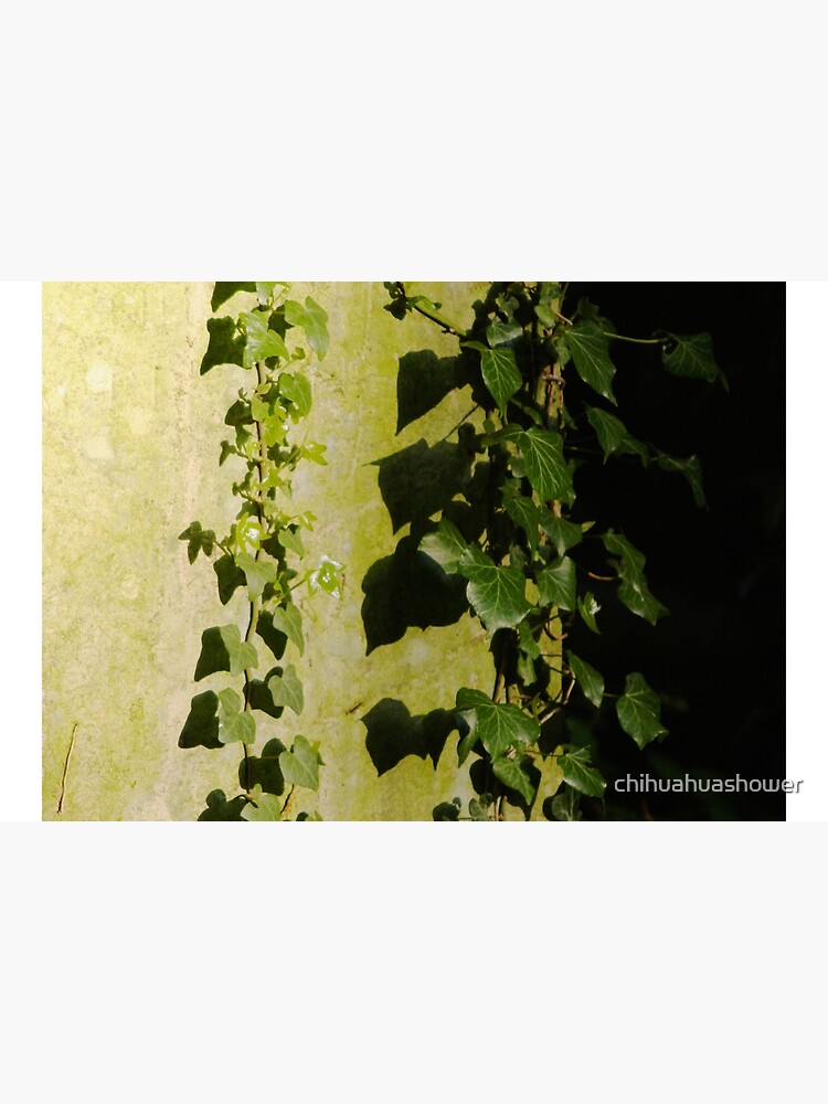 Trailing ivy on grave by chihuahuashower