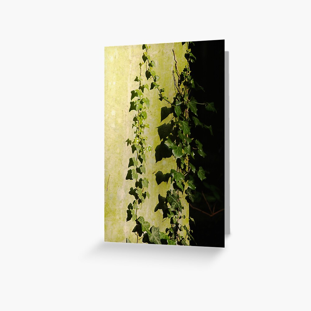 Trailing ivy on grave Greeting Card