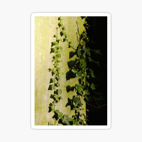 Trailing ivy on grave Sticker