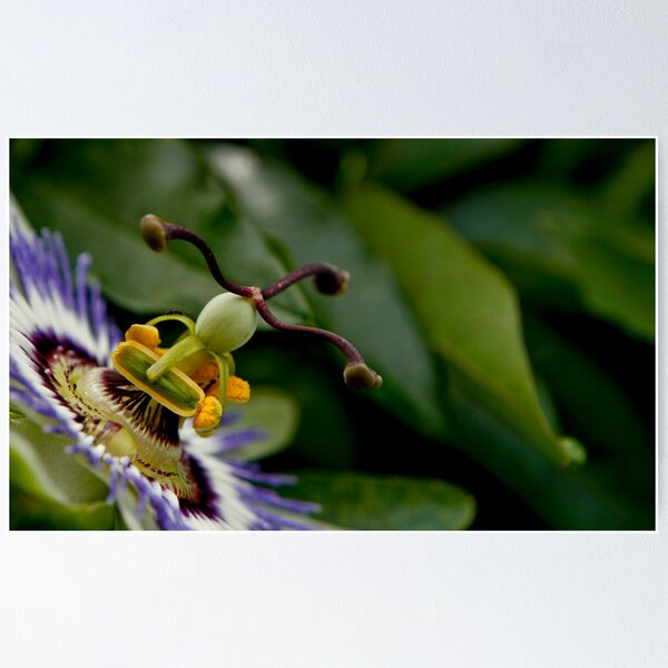 Item preview, Passion fruit flower  designed and sold by Nina  Matthews Photography.
