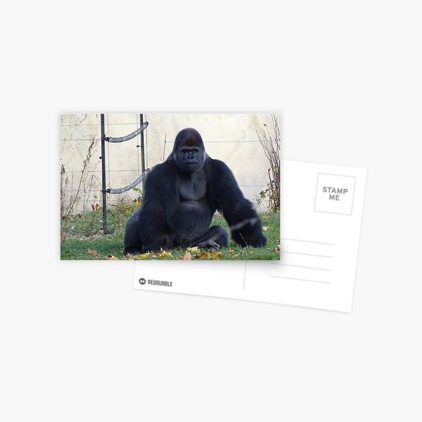 I'm bringing Silverback Postcard