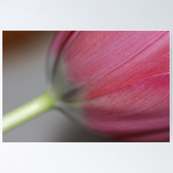 Aperçu de l'œuvre Soft & velvet tulip dream touch . Views: 358. créée et vendue par © Andrzej Goszcz,M.D. Ph.D.