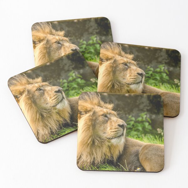 Item preview, Resting Lion  designed and sold by Darren Wilkes Wildlife UK.