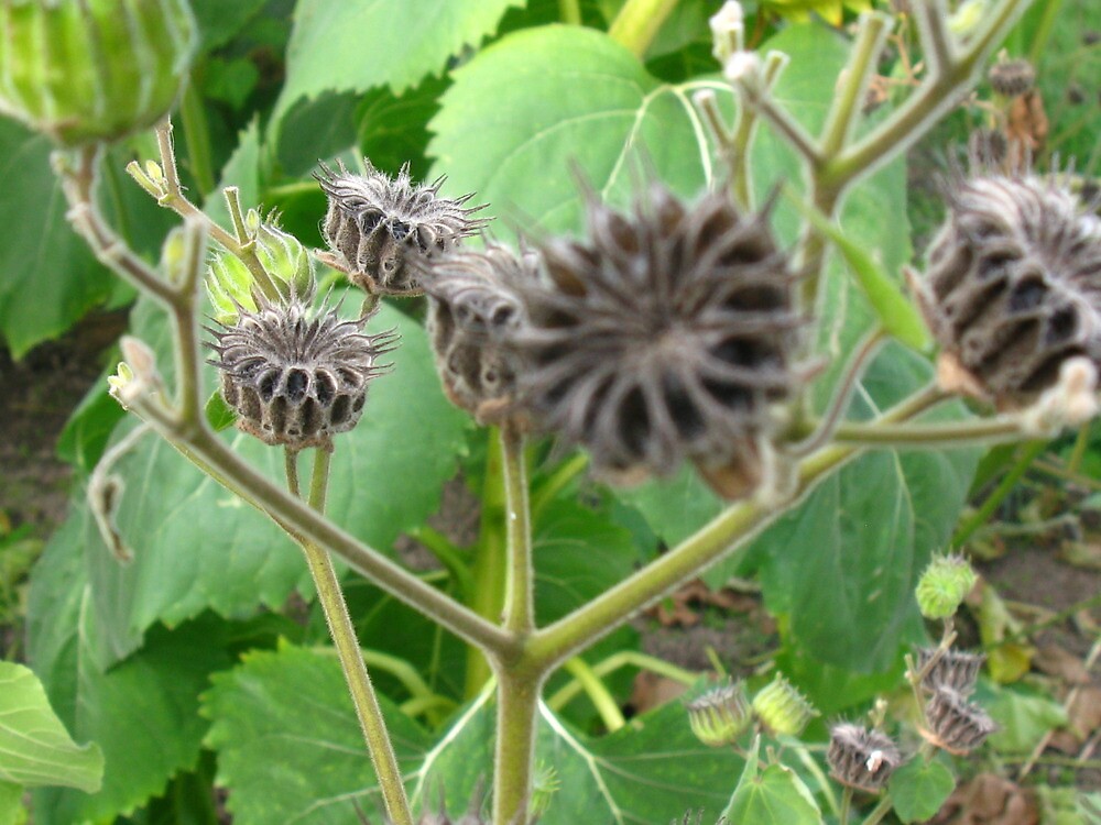 &quot;White Moonflower seed pods. Genus Datura&quot; by Rencen