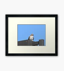 Hawk! Framed Print
