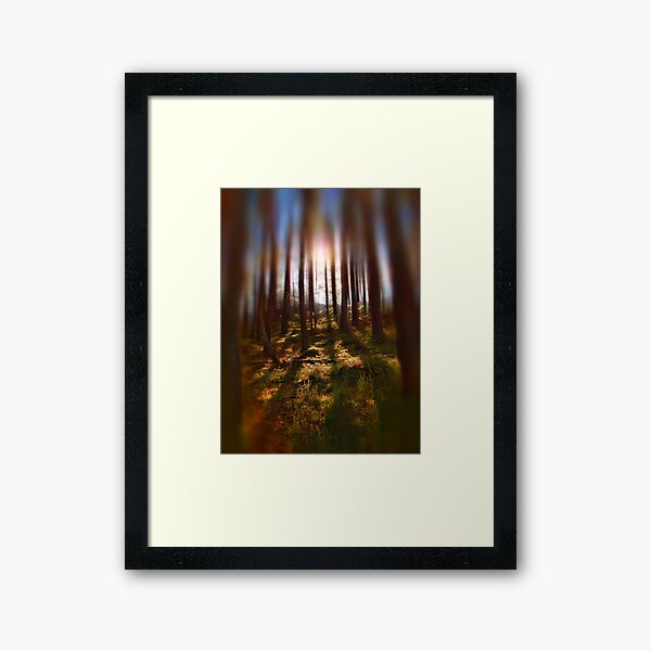 Forest Light 9 Framed Art Print