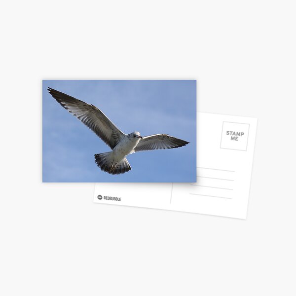 Item preview, Sea Gull designed and sold by Paulette1021.