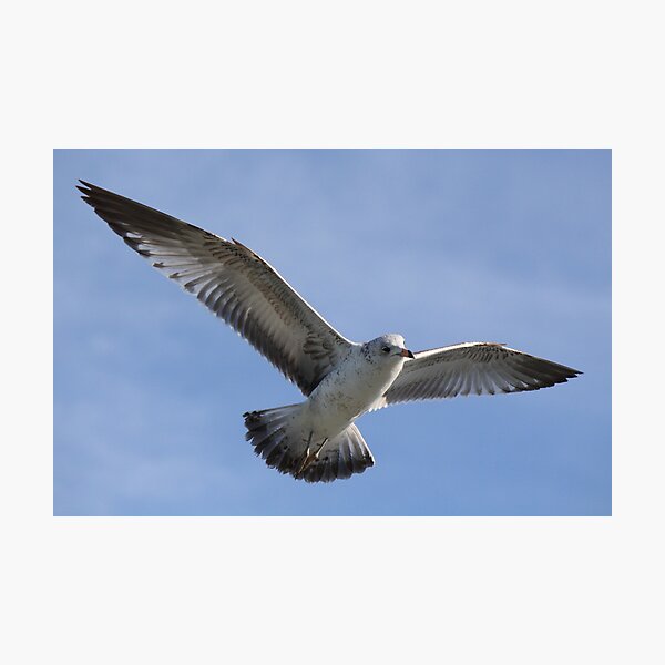 Item preview, Sea Gull designed and sold by Paulette1021.