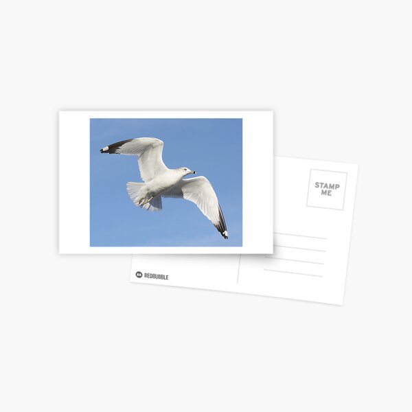 Item preview, Sea Gull Up Close designed and sold by Paulette1021.