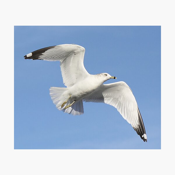 Item preview, Sea Gull Up Close designed and sold by Paulette1021.
